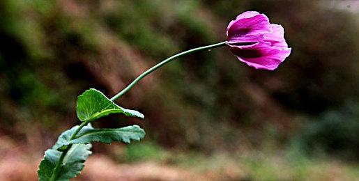 《Apex英雄》第12赛季游戏内预告 玩家发布完整版剪辑